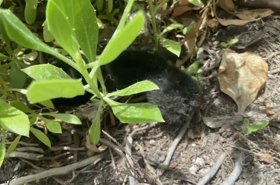 Gato encontrado Novelda, foto: Adopta Gatitos Negros Abandonados en Novelda