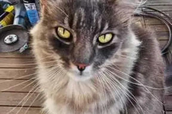 Animaux perdus , photo: Chat mâle gris-blanc perdu à St-Julien