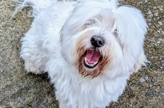 Chien coton du Tuléar perdu à Malestroit - photo