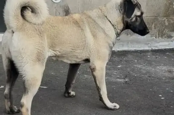 Chien perdue Kira, effrayée, fuit à Revin - photo