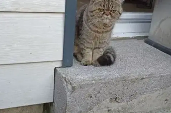 Chatte exotic shorthair perdue à Lanester - photo