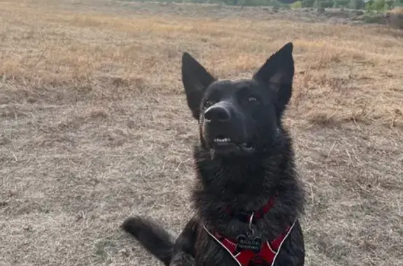 Chien perdu harnais rouge à Coulanges - photo