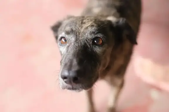 cachorro desaparecida