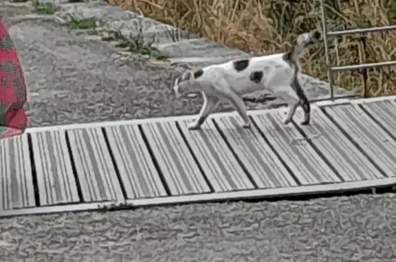 Chat trouvé Le Pellerin, photo: Chat sociable trouvé sur le quai du Dr Provost