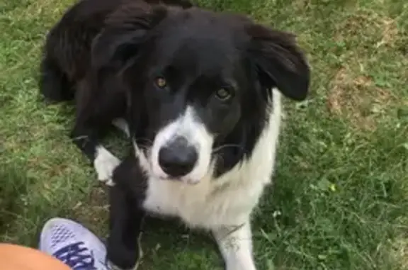Chien perdu Le Muy, photo : Chien perdu, peureux, Le Muy, rue Carnot
