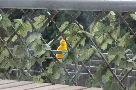 Oiseau amical trouvé à Villejuif - photo