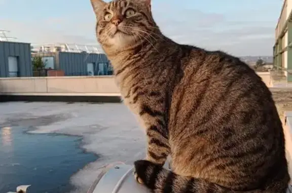 Chat perdu, , photo: Chatte tigrée perdue à Plaisir, blessée