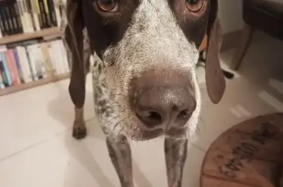 Animaux trouvés Demigny, photo: Chien retrouvé à Demigny le 13 juillet