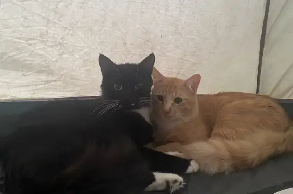 Lost Cat: Midnight Missing in...