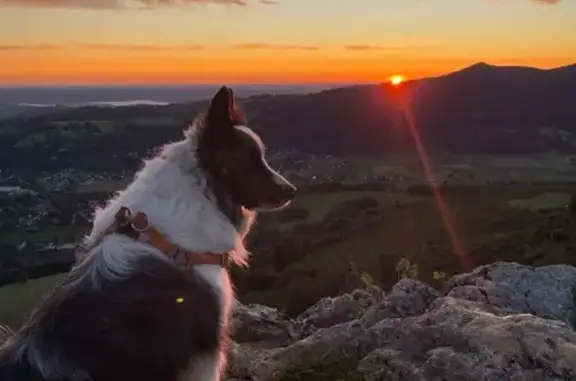 Chien perdu , photo : Chien merle 7 ans perdu à Oslo, collier tel.