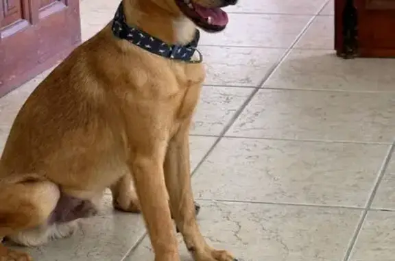 Animales encontrados Torrevieja, foto: Perro Encontrado Busca Nuevo Hogar en Torrevieja