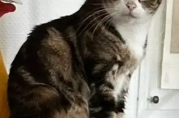 Chatte Européenne perdue, craintive, Saintes - photo