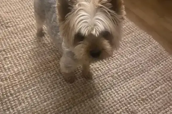 Chien perdu à Saint-Avertin ce midi - photo