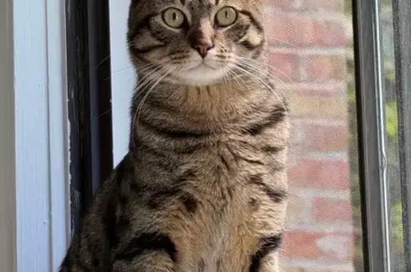 Lost Cat Alert: Burr Oak Rd, Lisle