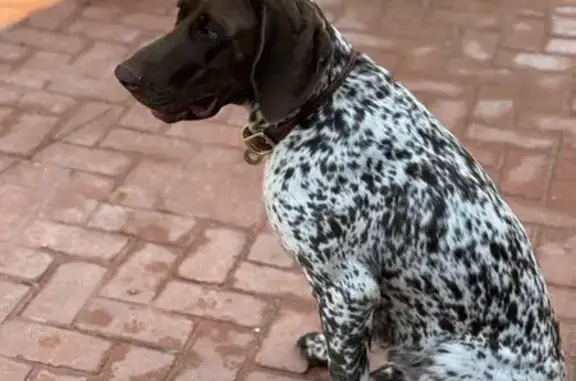 Perra Braco Alemán Perdida en San Sebastián