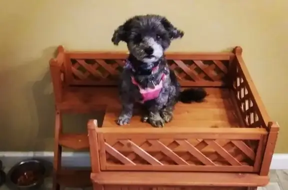 Lost Dog Alert: Marion Oaks, FL