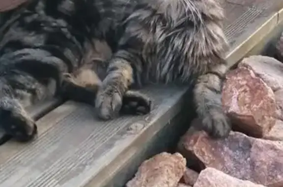 Chat marron angora perdu à Rongères - photo