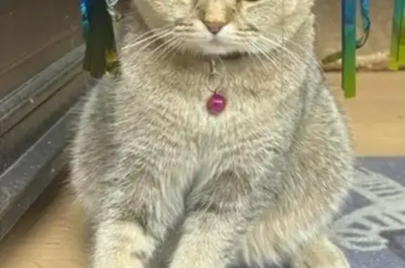 Chat perdue à Achères, collier violet - photo