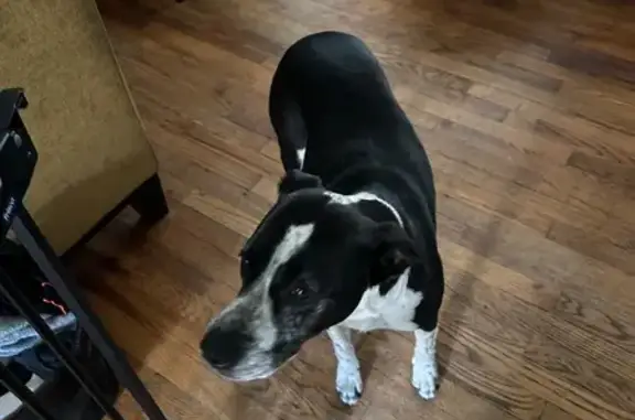 Lost Friendly Dog: Black & White in Brick