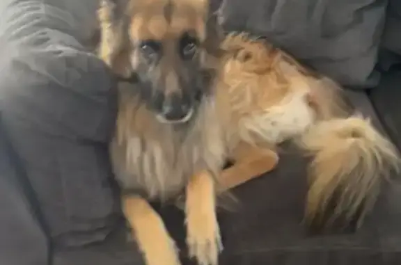 Lost German Shepherd: Ocotillo Area