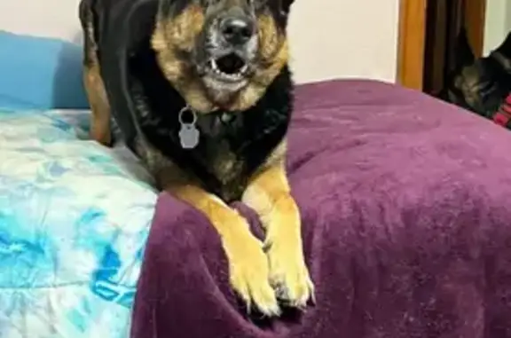 Lost: Shy German Shepherd in Bridgeville