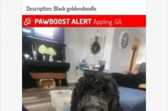 Lost 70lb Black Goldendoodle in Appling
