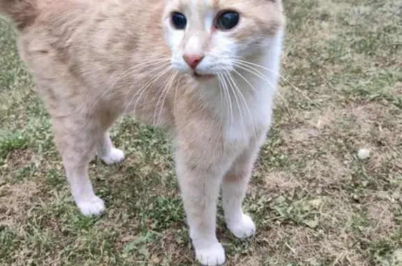 Animaux trouvés Néris-les-Bains, photo: Chat trouvé Rue Monthyon, yeux étranges