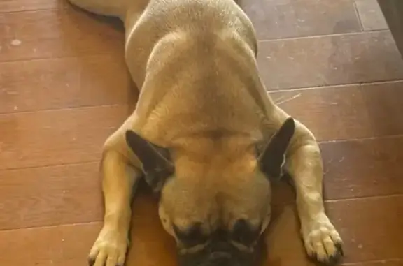 Lost Brown Dog: Cute, Friendly...