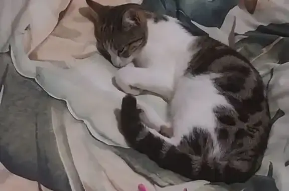 Lost Loving Cat - Marion, Shearer Ave 17A