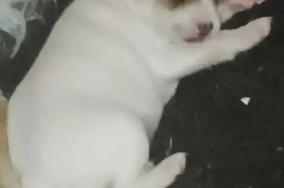 Perro Perdido: Blanco con Orej...