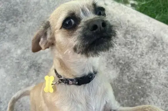 Lost Blonde Dog: Friendly, Skittish in Dallas