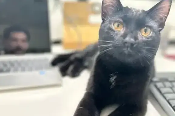 Lost Black Kitten: Friendly, S...