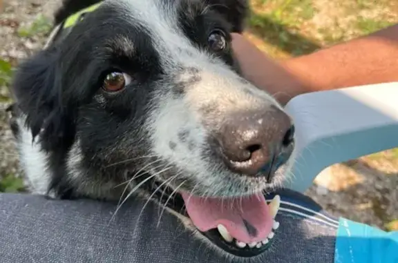 Chien trouvée D424 à Verrières - photo