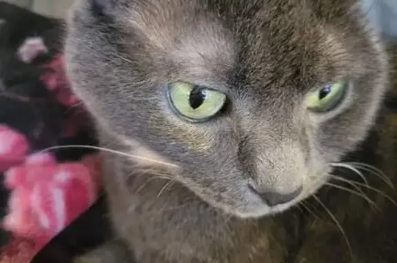 Animaux perdus Paris, photo: Chat perdue Tortie diluée, Rue des Petites-Écuries