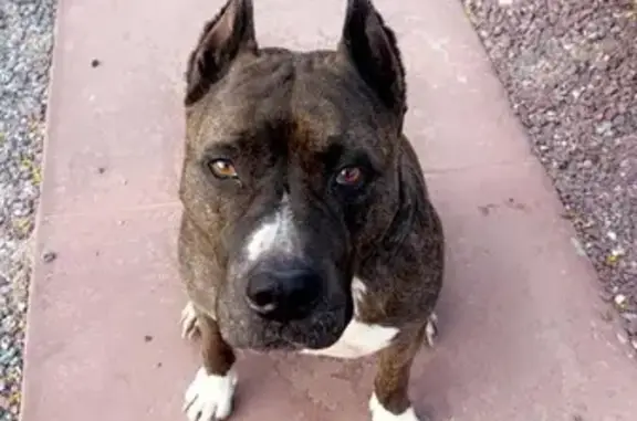 Lost Dog on East 30th St, Tucs...