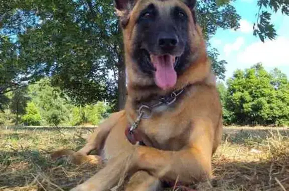 Chien perdu Bernin, photo : Chien perdu : Malinois fauve à Bernin