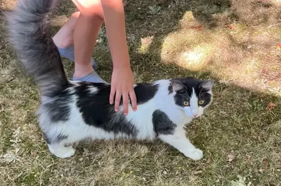 Animaux perdus Colomiers, photo: Chat perdu noir/blanc, queue tigrée, Colomiers