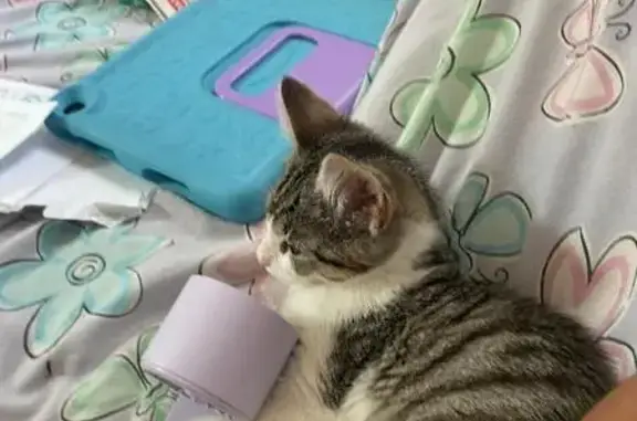 Lost Gray & White Kitten in Ba...