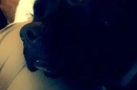 Lost Black Dog with Eye Scar i...