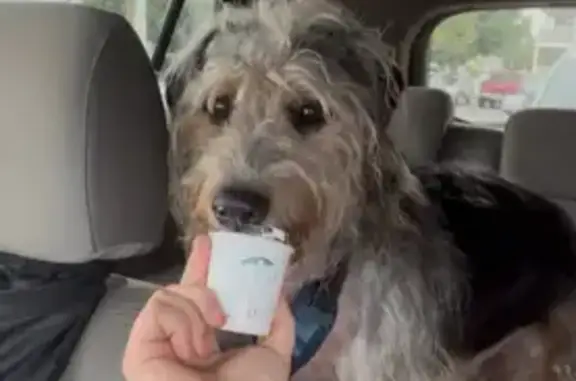 Lost Shaggy Dog: Blue Harness,...