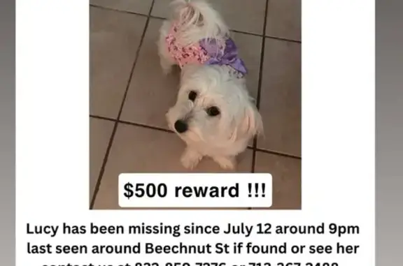 Lost Friendly White Dog in Houston