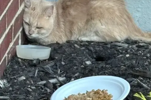 Found cat , photo: Found Tan Cat: Lethargic & Needs Help