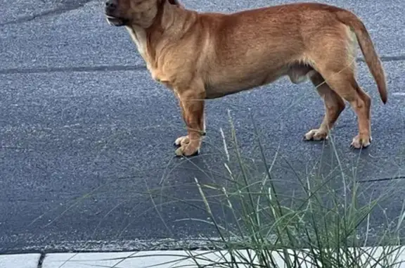 Found dog Chattanooga, photo: Found: Tan Dog Near Church in Chattanooga