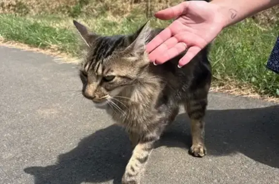Chat trouvé Chantonnay, photo: Chatte écaille câline trouvée à Chantonnay