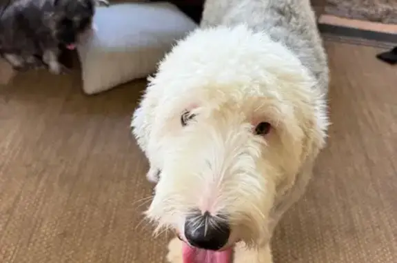 Lost Old English Sheepdog: Fen...