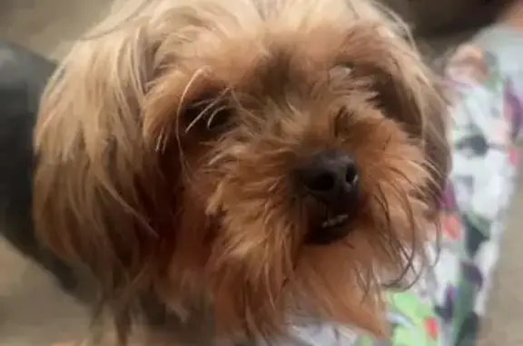 Lost Dog: Black/Tan/Grey, Plai...