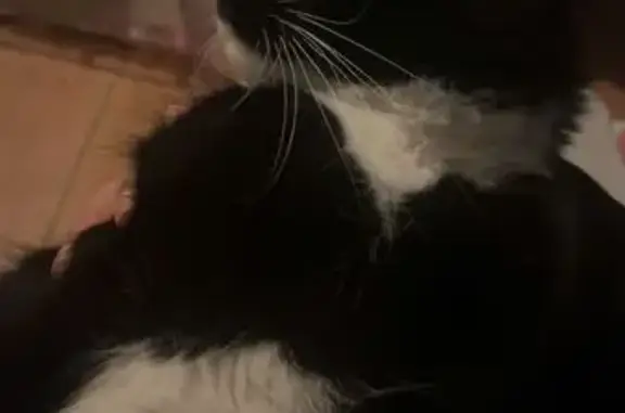 Lost Fluffy Cat with Unique Black Spot