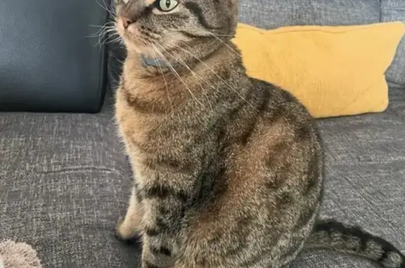 Chat perdu, Angoulême, photo: Chatte tigrée perdue à Angoulême