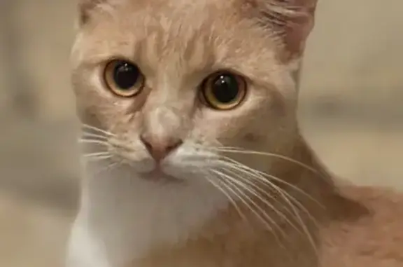 Chat perdu, sociable, rhinite, Louviers - photo