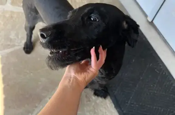 Found dog Acworth, photo: Found Male Puppy: No Chip or Collar